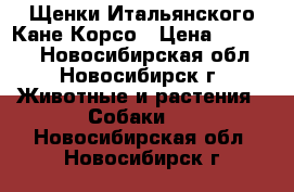 Щенки Итальянского Кане Корсо › Цена ­ 35 000 - Новосибирская обл., Новосибирск г. Животные и растения » Собаки   . Новосибирская обл.,Новосибирск г.